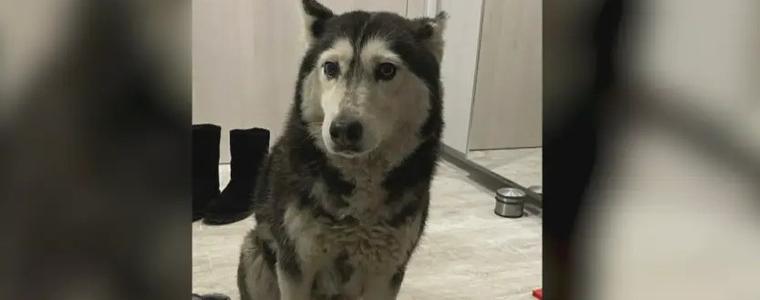 Прокуратурата образува досъдебно производство по случая с убитото куче Мая