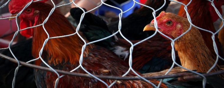 Забрана за отглеждане на птици на открито в Испания