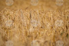 Цената на пшеницата в Европа остава стабилна, в САЩ се покачва през седмицата, отчитат от Софийската стокова борса