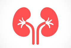 МБАЛ-Добрич обяви телефони за записване за безплатните прегледи в Дни на нефрологията