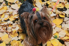 Прогноза за времето в петък