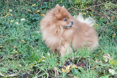 Прогноза за времето в сряда