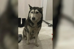 Прокуратурата образува досъдебно производство по случая с убитото куче Мая