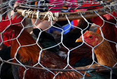 Забрана за отглеждане на птици на открито в Испания