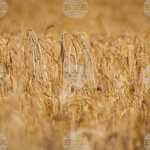 Цената на пшеницата в Европа остава стабилна, в САЩ се покачва през седмицата, отчитат от Софийската стокова борса