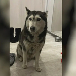 Прокуратурата образува досъдебно производство по случая с убитото куче Мая