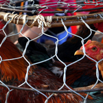 Забрана за отглеждане на птици на открито в Испания