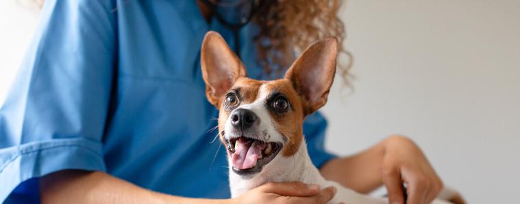 Ден на ветеринарния лекар е 14 декември