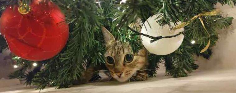 Прогноза за понеделник - 15 декември