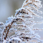 Прогноза за времето в сряда
