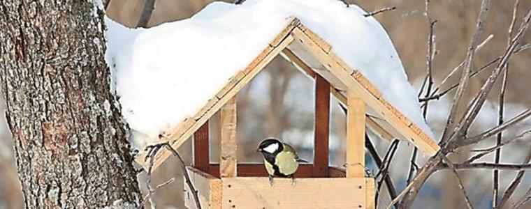 Екологът Михаил Илиев: Подхранването на птиците през зимата може да спаси живот