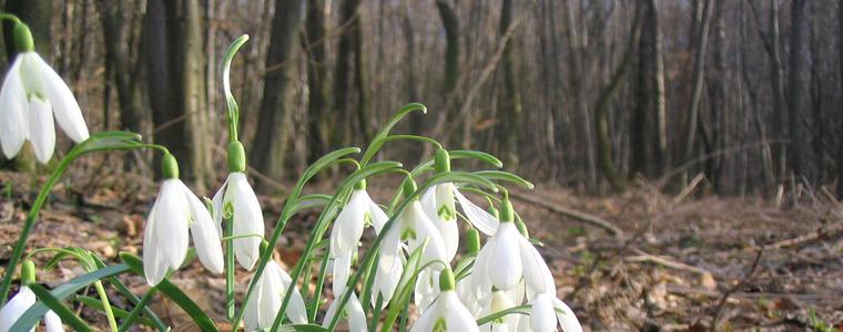 Прогноза за времето в неделя, 25 януари