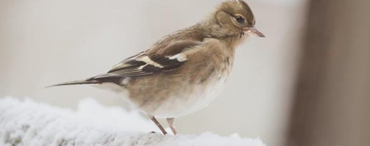 Прогноза за времето в понеделник, 12 януари