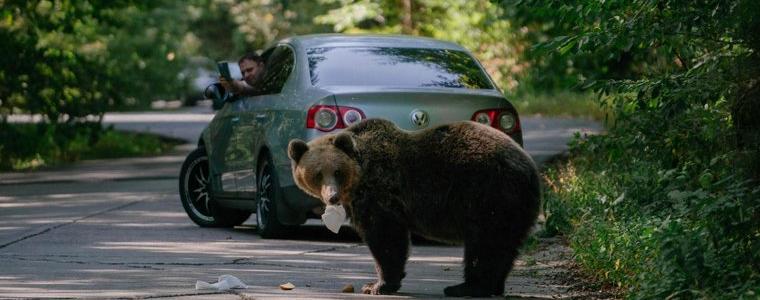 Заради нападенията от мечки инсталират електрически огради в Румъния