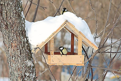 Екологът Михаил Илиев: Подхранването на птиците през зимата може да спаси живот