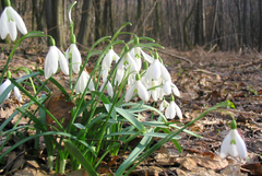 Прогноза за времето в неделя, 25 януари
