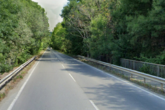 Временно отстраняване на крайпътни дървета по пътя между Албена и Кранево