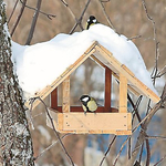 Екологът Михаил Илиев: Подхранването на птиците през зимата може да спаси живот