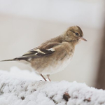 Прогноза за времето в понеделник, 12 януари