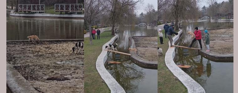 Граждани спасиха две бездомни кучета в парк „Св. Георги" (ВИДЕО)