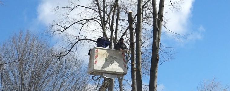 Премахват опасни дървета по алеите на градския парк в Добрич (ВИДЕО)