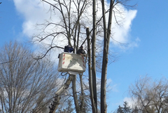 Премахват опасни дървета по алеите на градския парк в Добрич (ВИДЕО)
