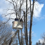 Премахват опасни дървета по алеите на градския парк в Добрич (ВИДЕО)