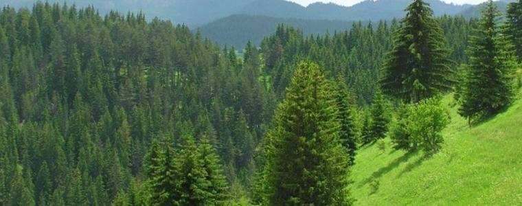 21 март - Световен ден на гората