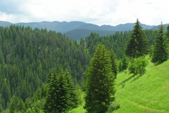 21 март - Световен ден на гората