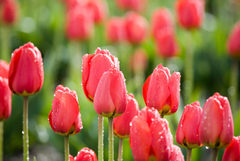 Облачна седмица и застудяване