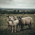 БАБХ започва масови проверки по южната граница заради шап в Кипър и шарка в Гърция