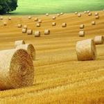 МЗХ започва информационна кампания за субсидиите през 2026 г. - над 1 млрд. евро за директни плащания на земеделците