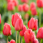 Облачна седмица и застудяване