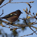 Прогноза за времето в сряда, 11 март