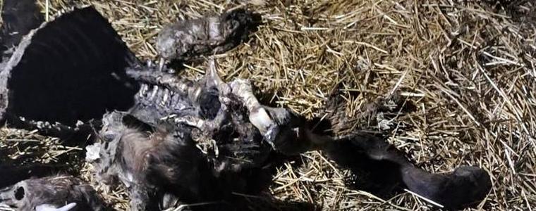 БАБХ потвърди случай на антракс в силистренско село