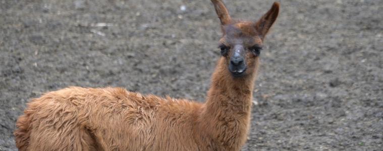 Бебе лама и рядко бяло кенгуру са сред новородените в зооцентъра в Добрич (ВИДЕО)