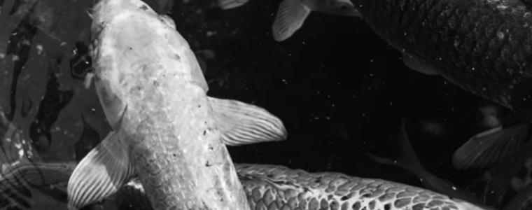 Млада певица от Добрич участва в алтернативен рок сингъл на софийска група 