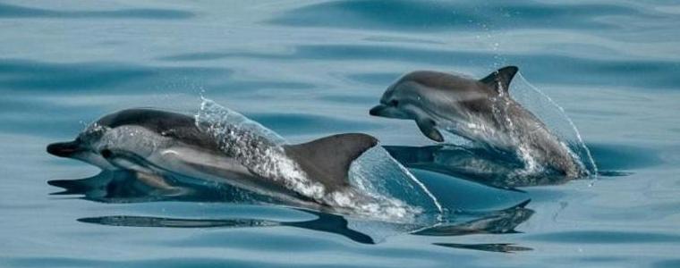 МОСВ предаде на прокуратурата резултатите от анализа на умрелите птици и делфини край Шабла