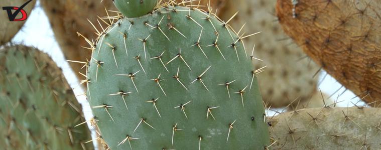 Музиката на растенията ще звучи в Ботаническата градина в Балчик (ВИДЕО)