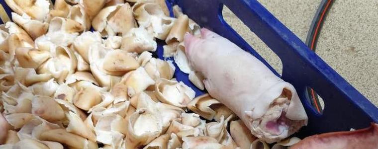 Над 3,5 тона храни в Дулово ще бъдат унищожени