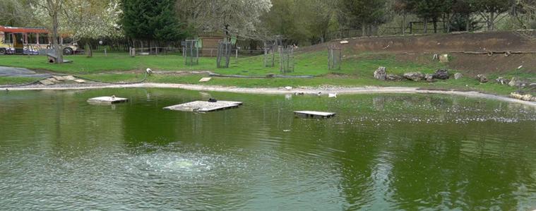 Пеликани, щъркели и лебеди отново на свобода след грижи в зооцентъра в Добрич (ВИДЕО)