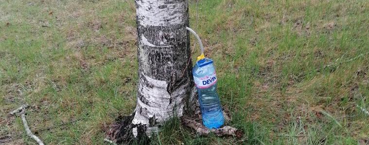 Сигнал за увреждане на брези край Добрич: поставени тръбички за източване на сок