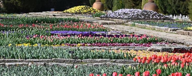 Започна парадът на лалетата в Ботаническата градина в Балчик