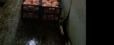 БАБХ не допусна до пазара над 10 тона месо в Свищов