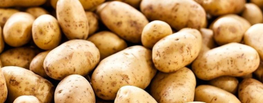 За 5 г. картофопроизводството е намаляло с над 100 хил. тона