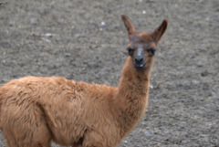 Бебе лама и рядко бяло кенгуру са сред новородените в зооцентъра в Добрич (ВИДЕО)