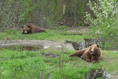 Игриви и активни: мечките Коцето и Берна отново радват посетителите в зооцентъра в Добрич (ВИДЕО)
