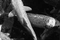 Млада певица от Добрич участва в алтернативен рок сингъл на софийска група 