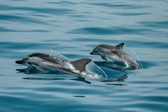 МОСВ предаде на прокуратурата резултатите от анализа на умрелите птици и делфини край Шабла