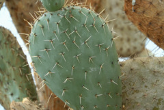 Музиката на растенията ще звучи в Ботаническата градина в Балчик (ВИДЕО)